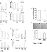 TNFα-Tumstatin54-132/IL-24基因修饰的间质干细胞抗肿瘤研究